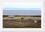 vuonon poroja reindeers 4798 * 1355 x 900 * (940KB)